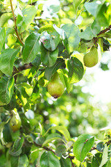 Organic pears in natural environment.