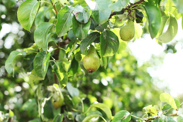 Organic pears in natural environment.