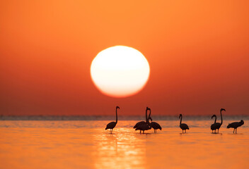 Greater Flamingos during sunrise,  Asker coast, Bahrain