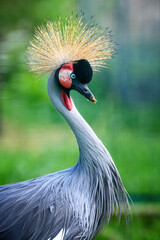 Fototapeta premium Beautiful crowned crane with blue eye and red wattle