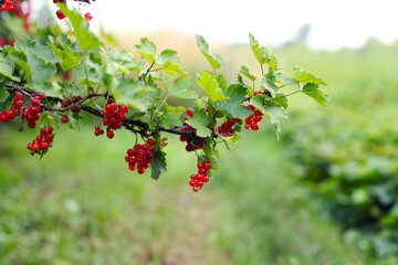 branch of ripe red currant in a garden