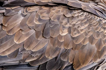 Poster Close-uptextuur van bruine adelaar © byrdyak