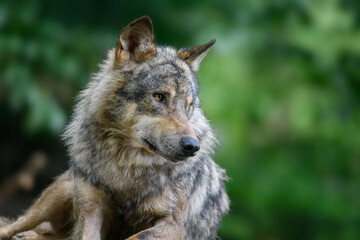 Gray wolf, Canis lupus, in the summer light, in the forest