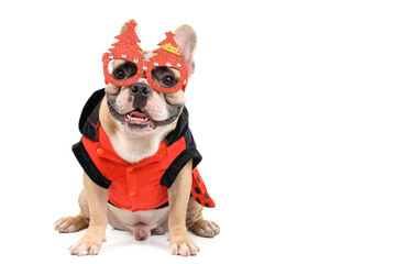 cute french bulldog wear christmas glasses and sitting isolated on white