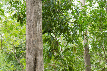
Teak Trees in Thailand precious hardwoods one of the last major areas of tropical forest in Asia
