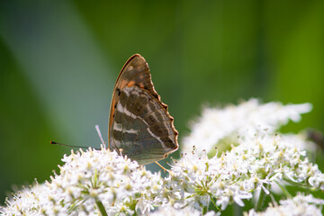 Beautiful summer butterflies on flowers and leaves
