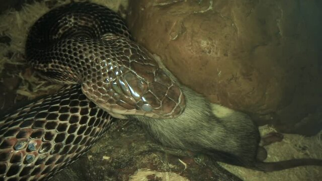 close up on rat snake with cloudy eyes during shedding, its jaws around a big dead rat while trying to swallowing it. Reptile animal pet feeding.