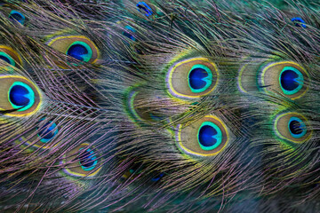 Peacock wing swan feather texture