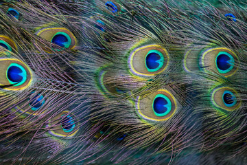 Fototapeta premium Peacock wing swan feather texture