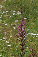Schmalbl&auml;ttriges Weidenr&ouml;schen (Epilobium angustifolium)