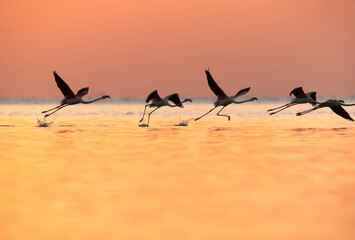 Greater Flamingos takeoff  in the morning hours, Asker coast, Bahrain
