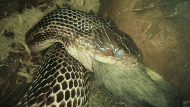 Close up view of rat snake head with white eyes during shedding while trying to swallow a dead rat prey. Scary reptile pet animal feeding.
