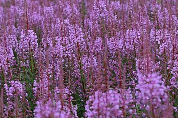 Obraz premium Schmalblättriges Weidenröschen (Epilobium angustifolium)