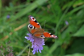 Tagpfauenauge (Aglais io) auf Ackerwitwenblume (Knautia arvensis).