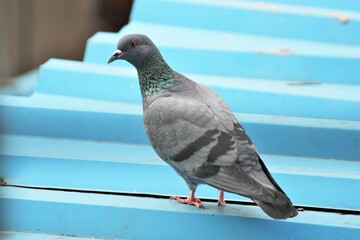 Pigeon sitting on roof top searching for food