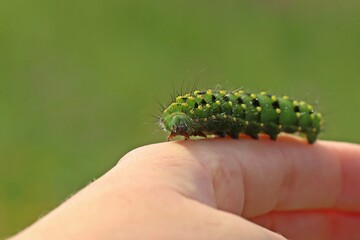Raupe des Kleinen Nachtpfauenauges (Saturnia pavonia) auf der Hand