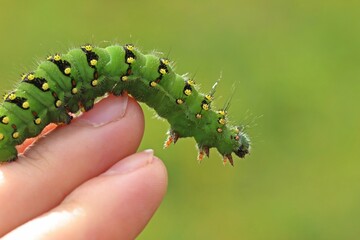 Raupe des Kleinen Nachtpfauenauges (Saturnia pavonia) auf der Hand