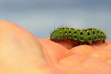Raupe des Kleinen Nachtpfauenauges (Saturnia pavonia) auf der Hand