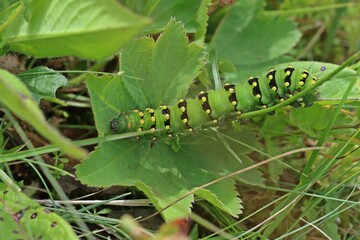 Raupe des Kleinen Nachtpfauenauges (Saturnia pavonia)
