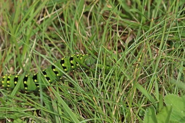Raupe des Kleinen Nachtpfauenauges (Saturnia pavonia)