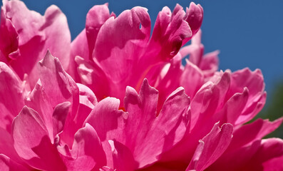 Beautiful macro of a pink peony flower