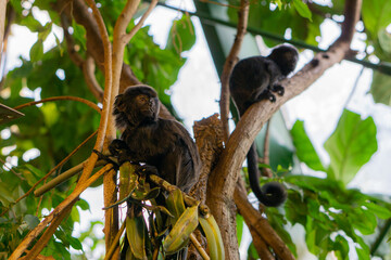 cute and curious monkey looking around