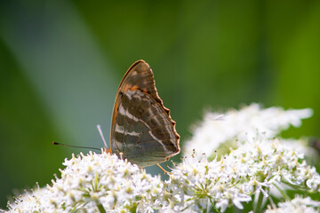 Beautiful summer butterflies on flowers and leaves
