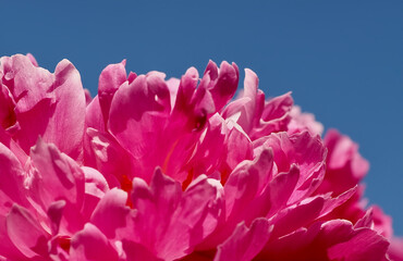 Beautiful macro of a pink peony flower