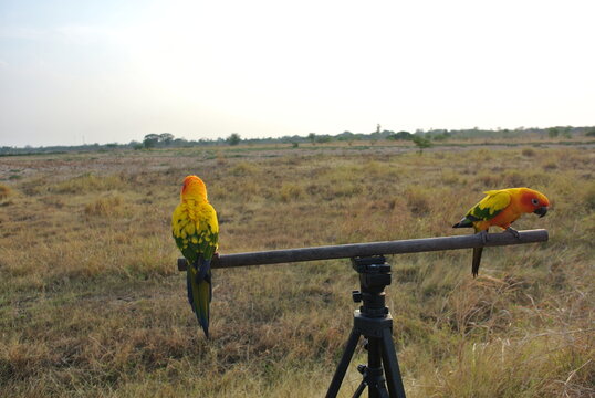 Lovebird Come Out To Practice Flying On The Wide Fields