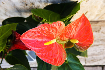 Anthurium flower is a heart-shaped flower. Flamingo flowers or Boy flowers Pigtail. Anthurium andraeanum (Araceae or Arum). Anthuriums symbolize hospitality.Top view