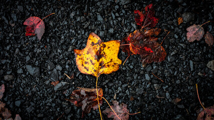 Yellow Autumn Leaf