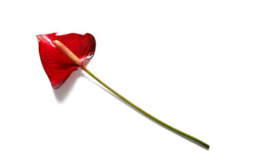 Anthurium flower / Flamingo flower isolated on white background