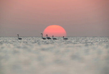 Greater Flamingos and beautiful sunrise, Bahrain