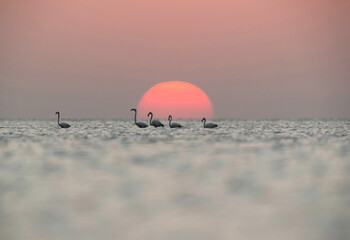 Obraz premium Greater Flamingos and beautiful sunrise, Bahrain