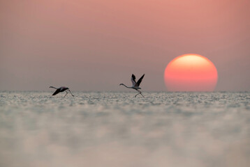 Greater Flamingos takeoff during sunrise,  Bahrain