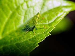 Green leaf hopper (empoasca spp) or leaf louse