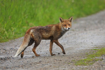 Red fox, Vulpes vulpes, in fresh spring rain. Fox with soaked fur walking over dirt road in meadows. Cute animal hunting in morning. Wildlife scene from nature.