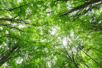 Tree canopy, forest wide angle landscape