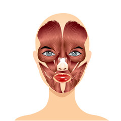 Female face with the location of facial muscles, vector