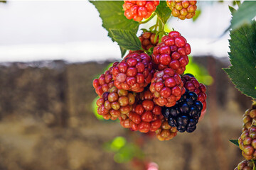 Organic ripe blackberies on the bush