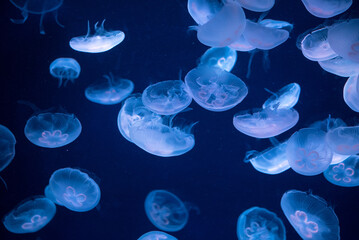 Jellyfish in deep blue background　青く照らされたミズクラゲの群れ 背景