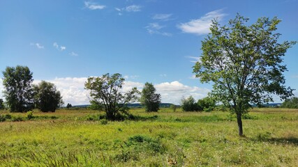 Fototapeta na wymiar trees among a green field on a sunny day against a blue sky