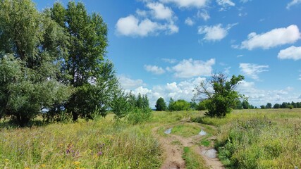 unusual country road in a green field near trees on a sunny day