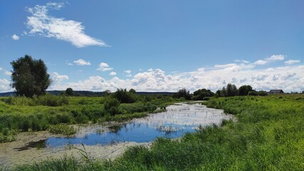 a small swamp among green grass on a sunny day against a blue sky with clouds