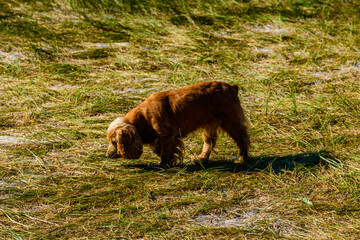 Ginger cocker spaniel dog in a green grass