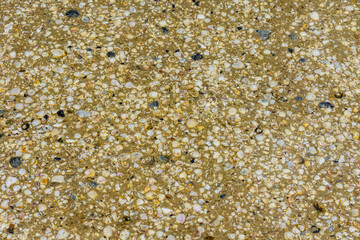 Background of the many sea shells. Natural pattern