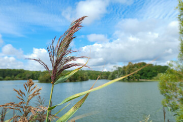Close-up on a pampa grass. Selective focus on the plant. Background blurred voluntarily on a lake...
