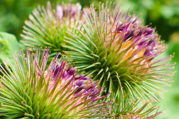 Close-up on a purple thistle flower. Floral macrophotograph. Selective focus, deliberately blurred background.