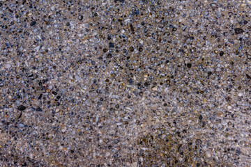 Background of the many sea shells. Natural pattern