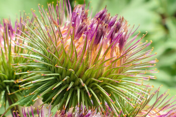 Close-up on a purple thistle flower. Floral macrophotograph. Selective focus, deliberately blurred background.
